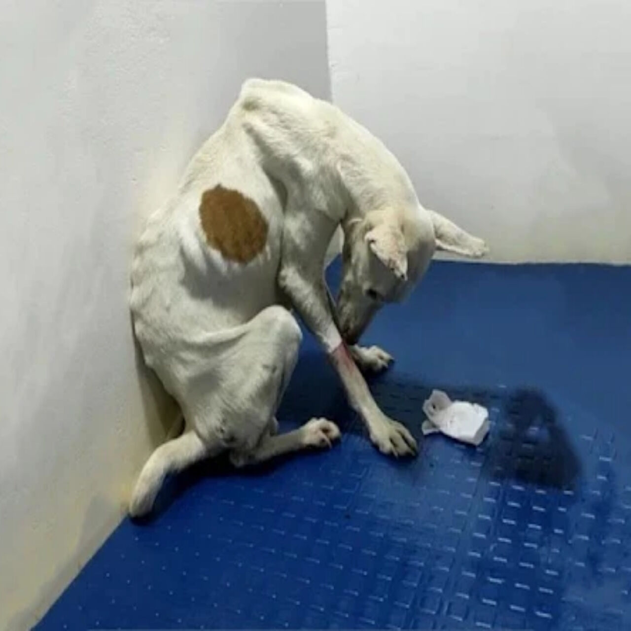 From Stray to Star: Rio’s Heartwarming Journey to Health and Happiness