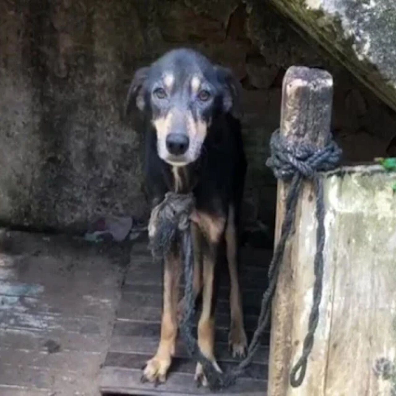 From Neglect to Joyful Freedom: Black the Dog’s Remarkable Journey of Recovery and Trust