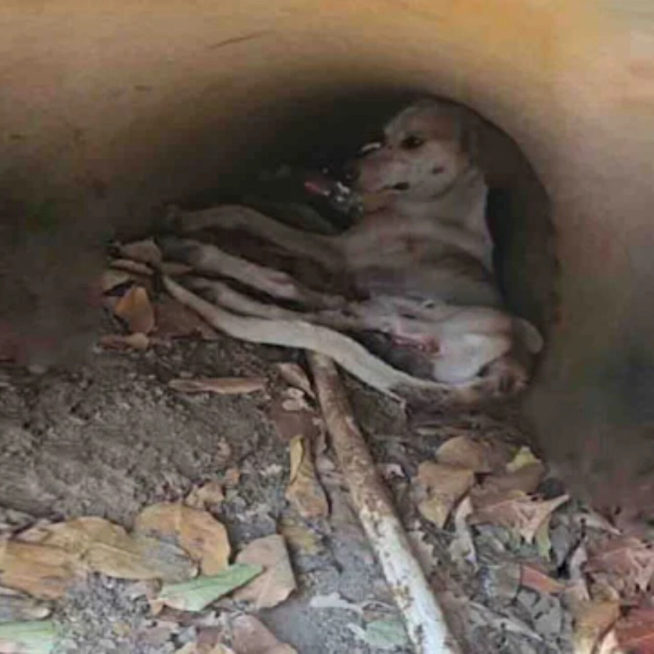 From Streets to Recovery: Polito’s Journey of Healing and Hope