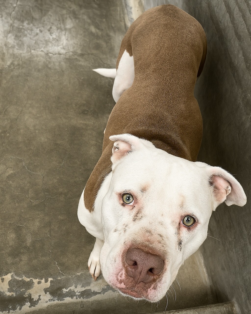 Heartbroken Shelter Dog Finally Finds Love After One Woman Refuses To Give Up