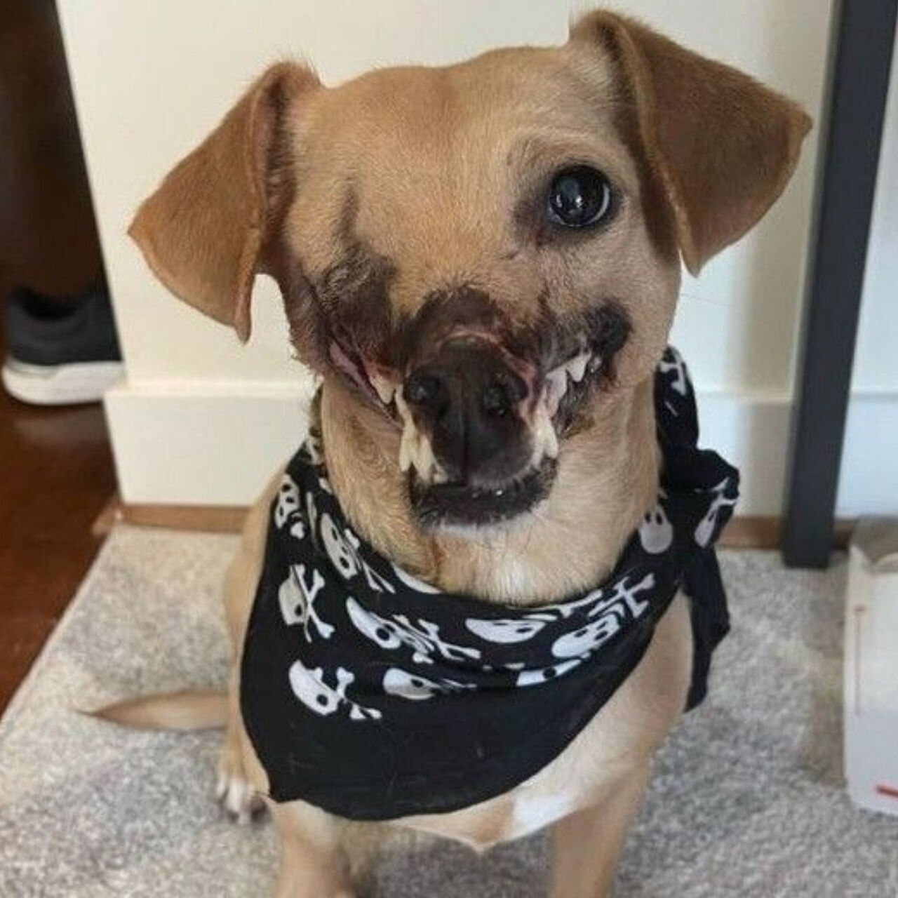 From Tragedy to Triumph: Haddie’s Incredible Journey to a Loving Home