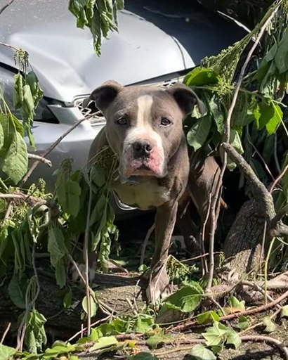 Chained Dog Found Trapped Under Trees After Tornado Tears Through St. Louis