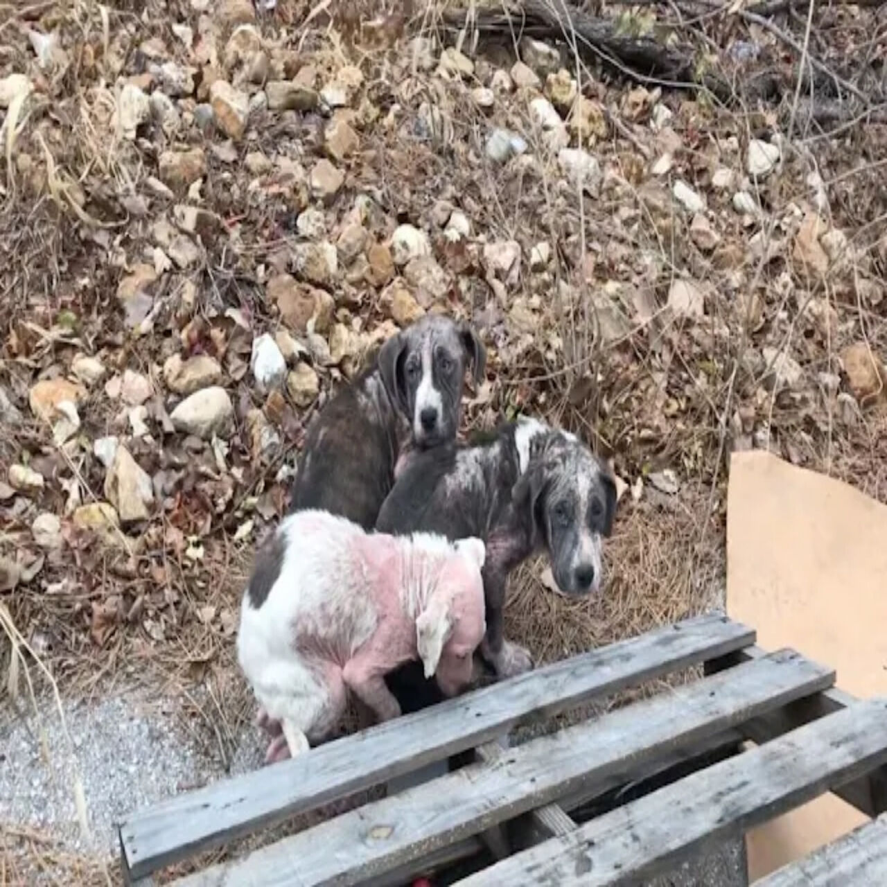 Holiday Fails: Abandoned Puppies Rescued in St. Louis After Gift-Giving Goes Wrong