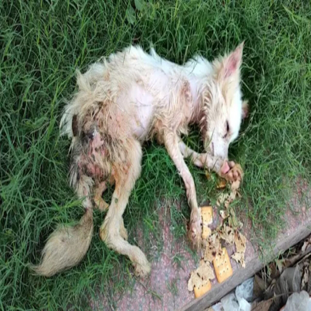 From Trash to Treasure: Yuki’s Journey of Hope and Second Chances