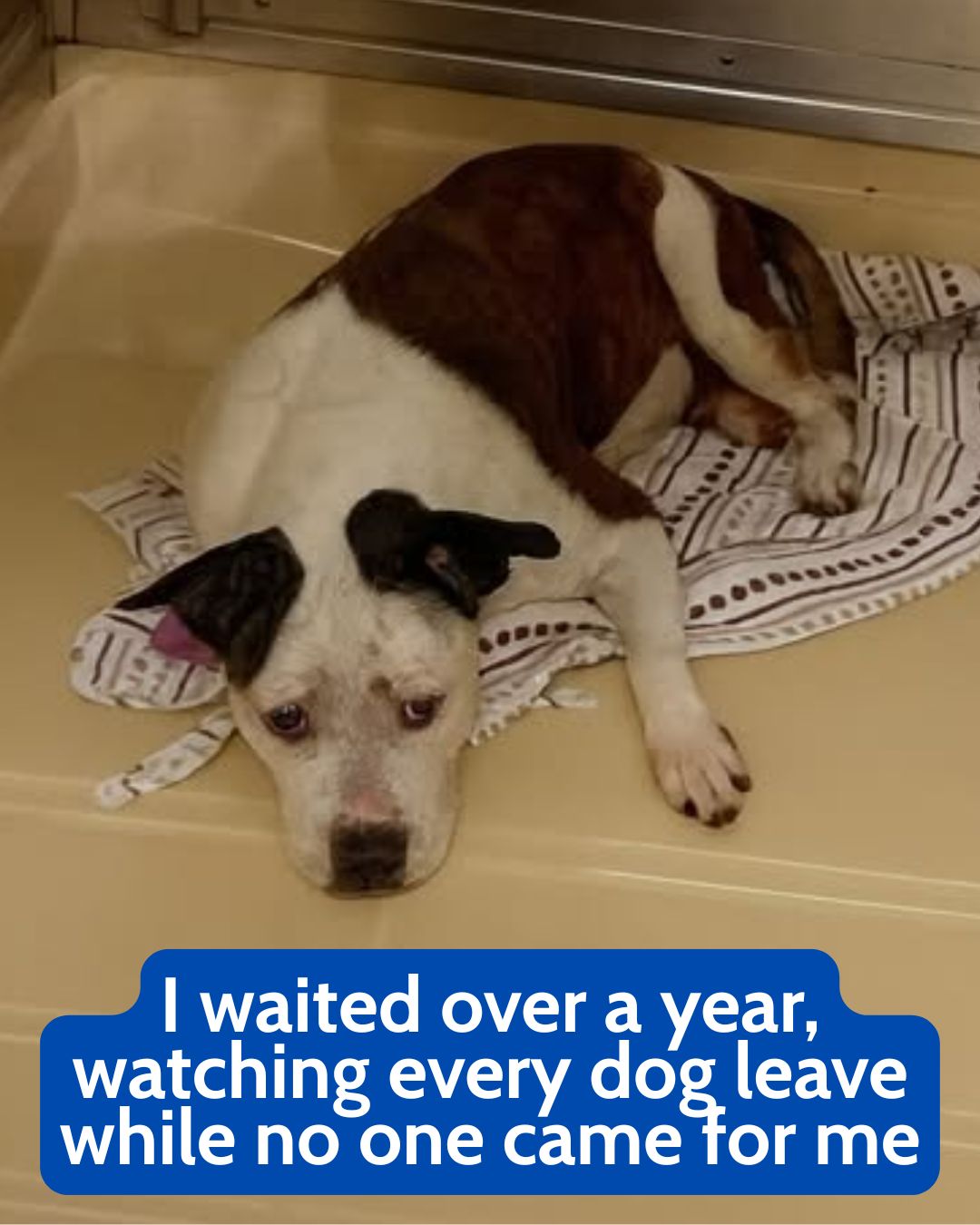 A Forgotten Dog Learns What Love Feels Like for the First Time