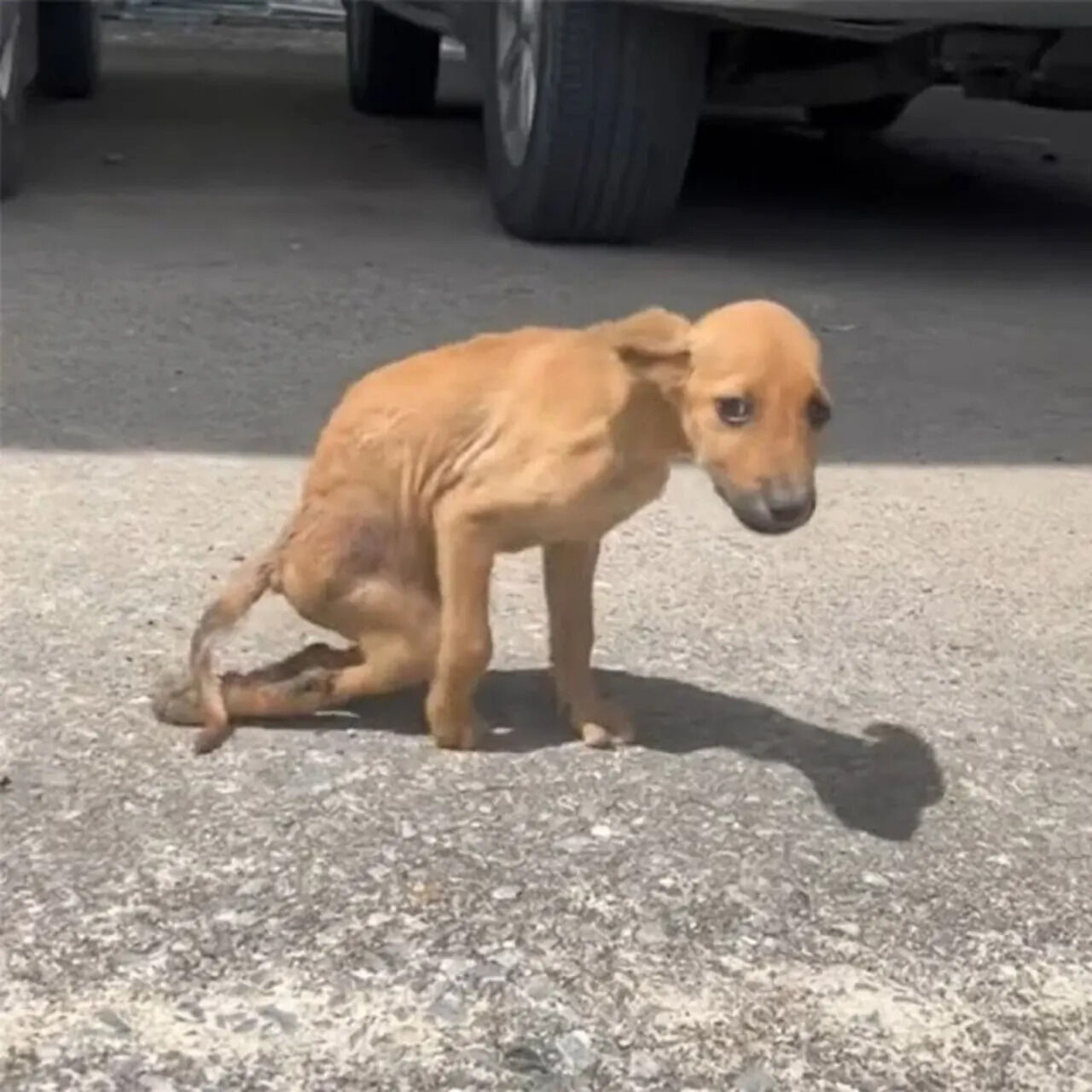 A brave stray dog was rescued after a severe attack left her struggling and injured, thanks to swift action from rescuers. Now receiving care at Talingchan Veterinary Hospital, her journey of recovery inspires hope and gratitude—your support and love mean the world to her.