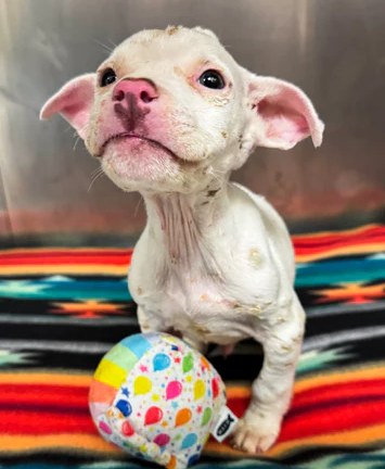 Help Emaciated Puppy at Death’s Door Survive and Thrive