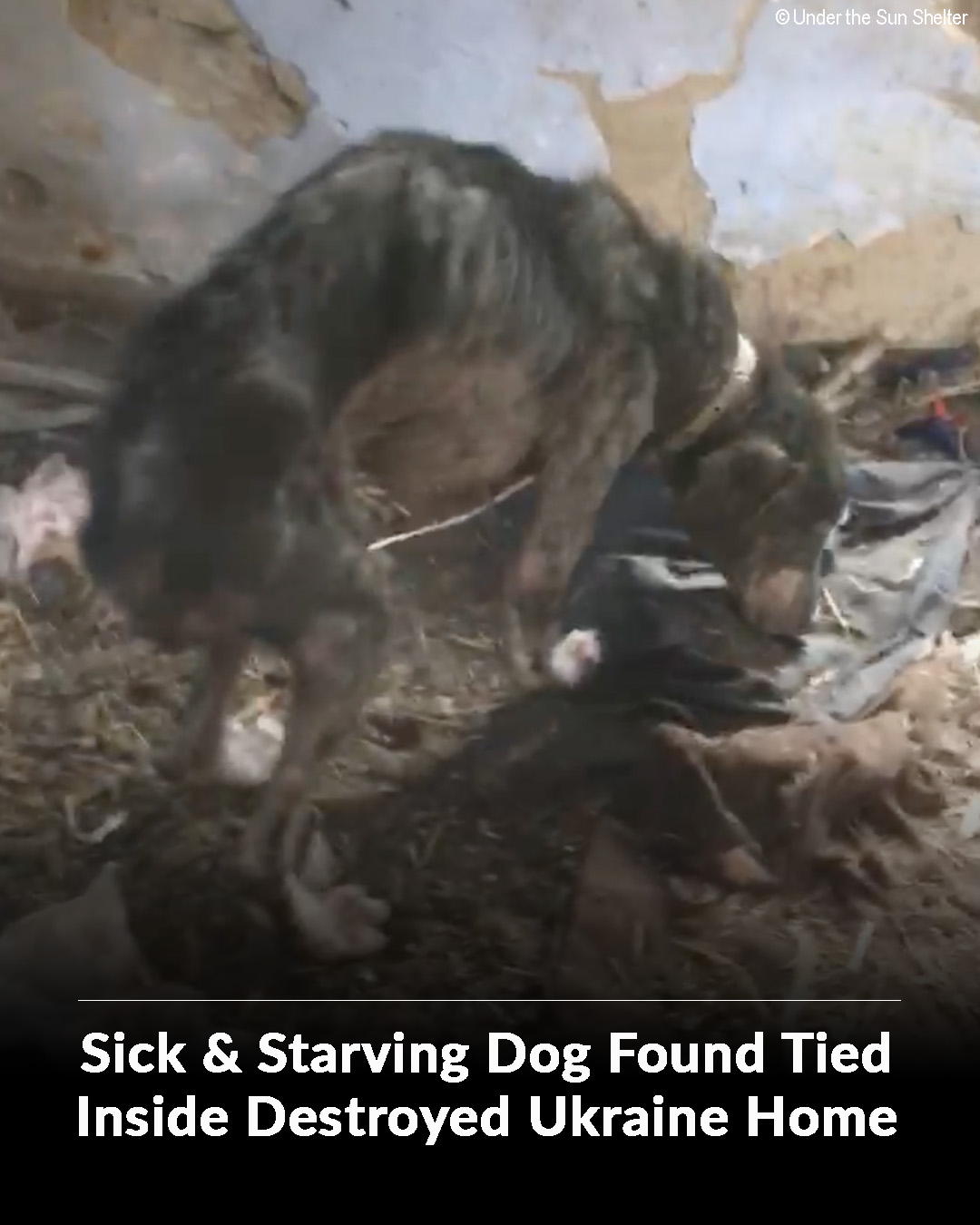Sick and Starving Dog Found Tied Inside Destroyed Ukraine Home