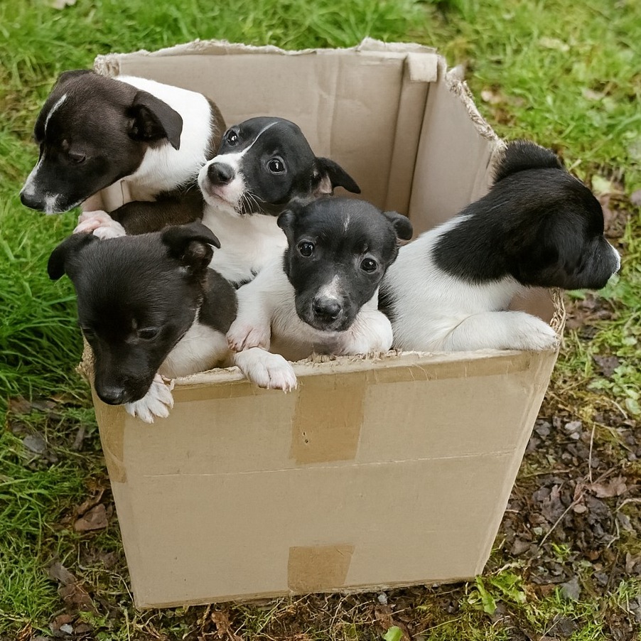 Five Abandoned Puppies Rescued From Busy Roadside Begin New Lives