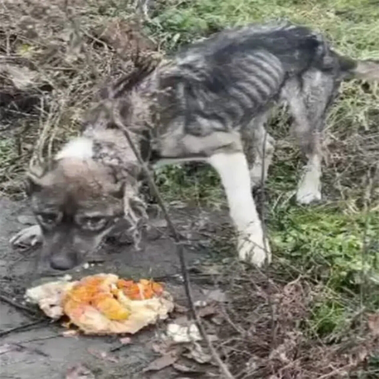 Against All Odds: Rico the Dog Triumphs Over Critical Condition with Hope and Determination