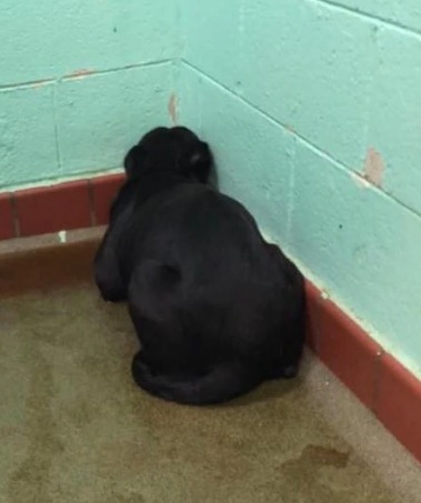 Shelter Dog Frozen In Fear Won’t Turn Around