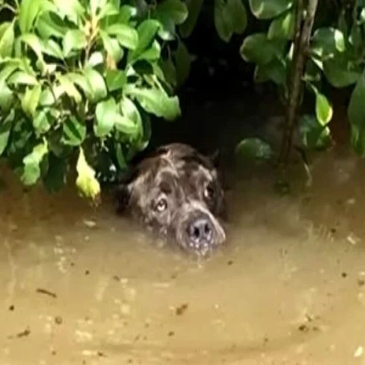 Brave Volunteers Rescue Hundreds as Floodwater Heroes Reunite Dog with Grateful Owner