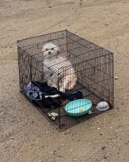 Dog left in cage with broken bones passes away alone in the pouring rain