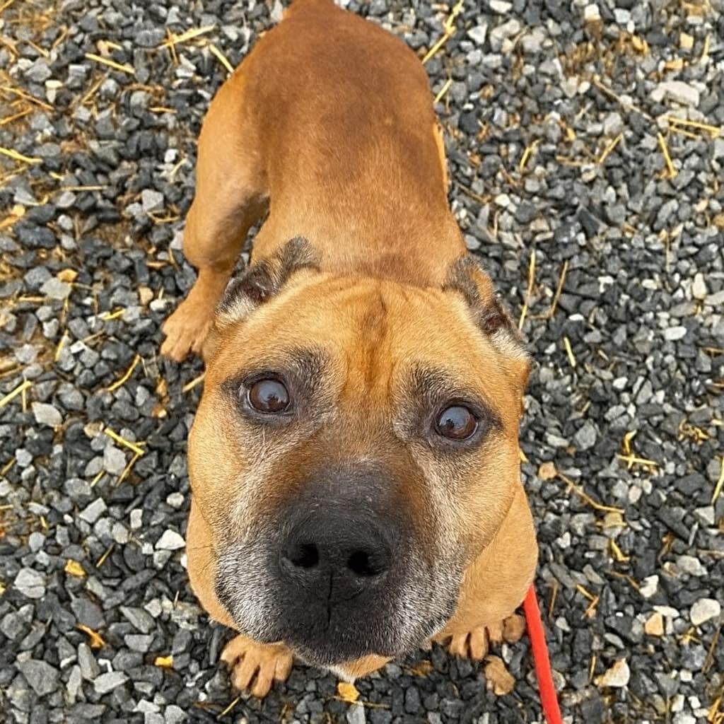 Loyal Dog Left Behind Still Waits for the Family Who Never Returned