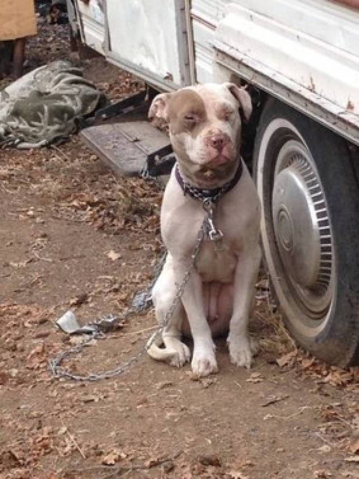 Special Agent Saves Pit Bull from Clearlake, California