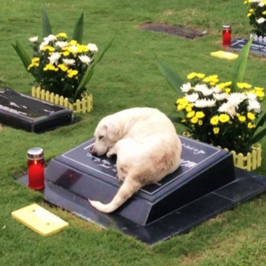 “Devoted Dog’s Unwavering Loyalty: After Months of Searching, She Finds Her Late Owner and Rests by Their Side Forever