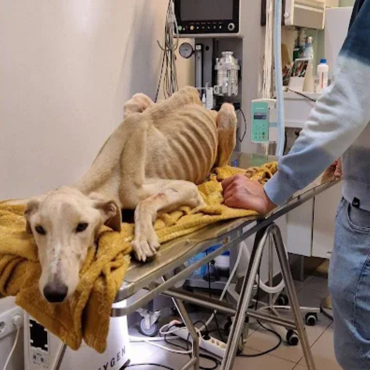 From Neglect to Nurture: Valentim’s Journey to Recovery and Newfound Happiness