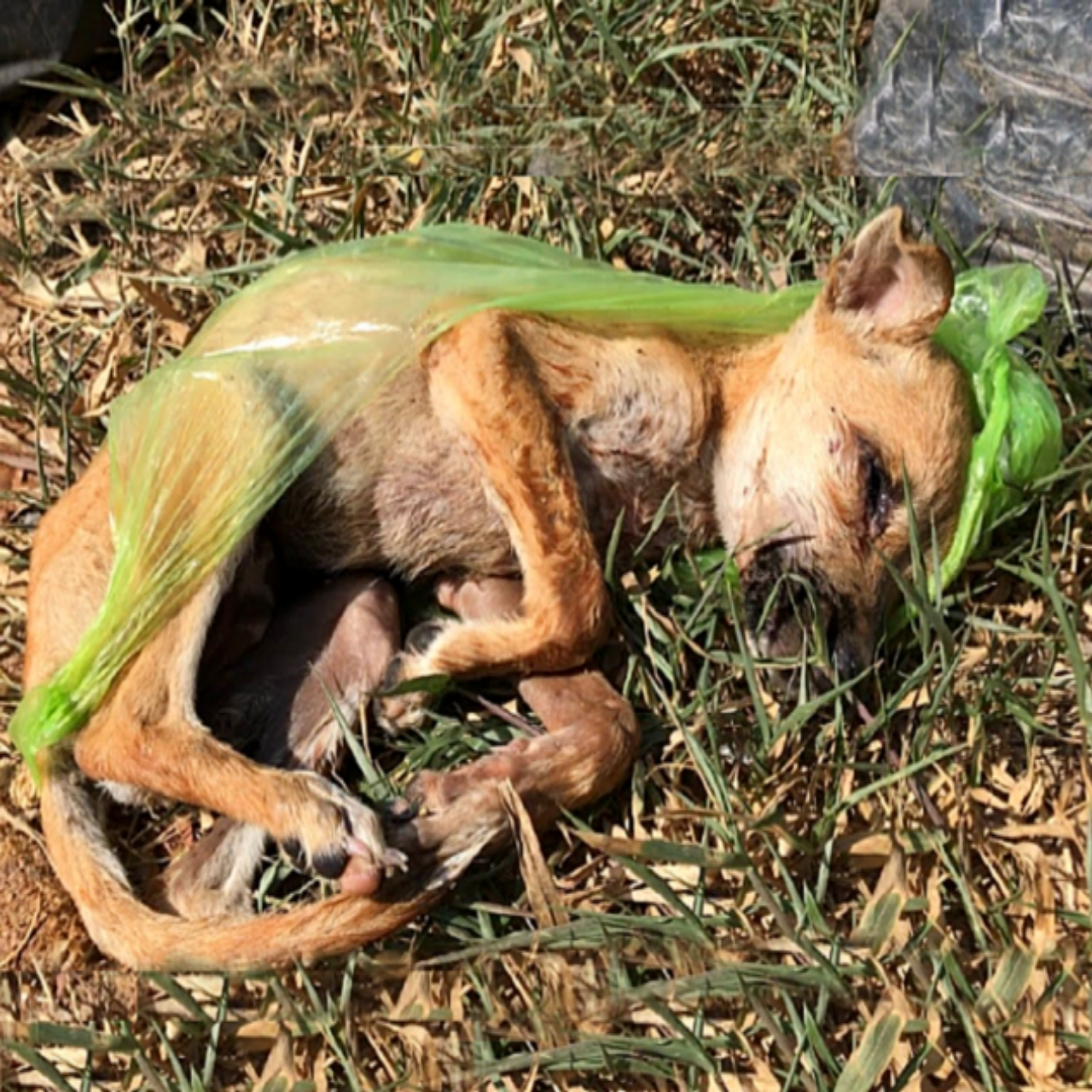 From Trash to Triumph: Rescued Puppy Overcomes Odds with Careful Intervention and Love