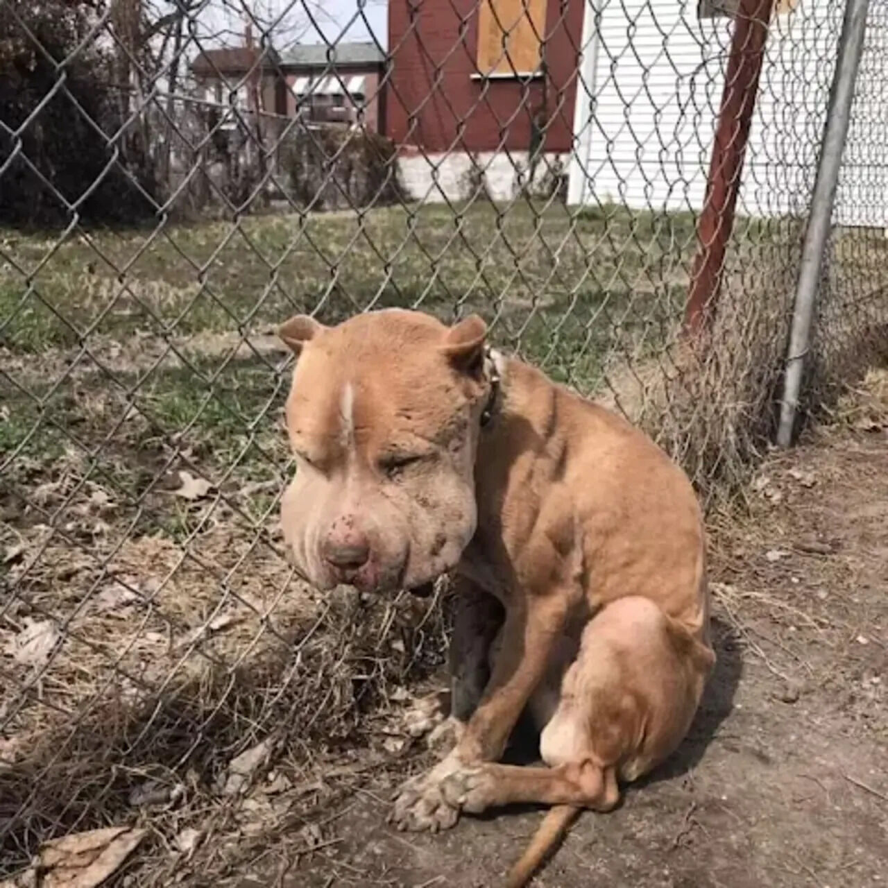 From Despair to Delight: Marco’s Incredible Journey from Rescue to Forever Home