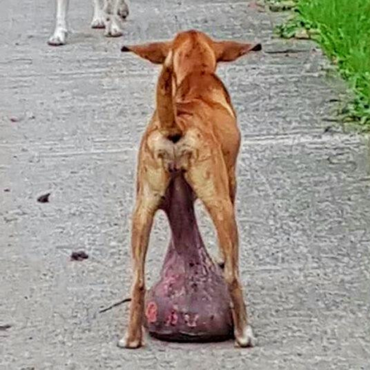 Stray Dog Overcomes Tumor, Finds Joy and New Home with Loving Family