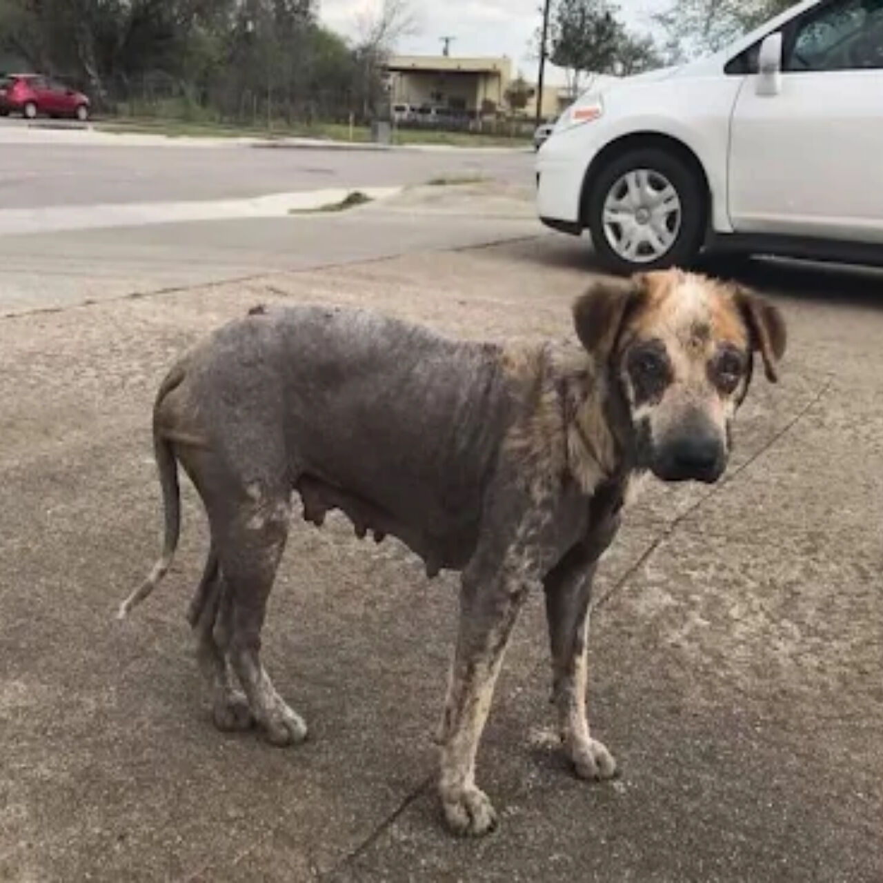 Stray Dog Amethyst’s Remarkable Journey from Despair to Joyful Family Life in Houston