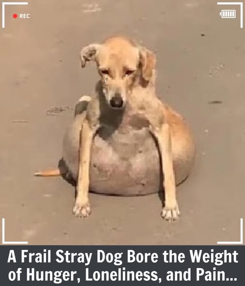 From Pain to Play: Fufy’s Journey Toward Healing and Happiness