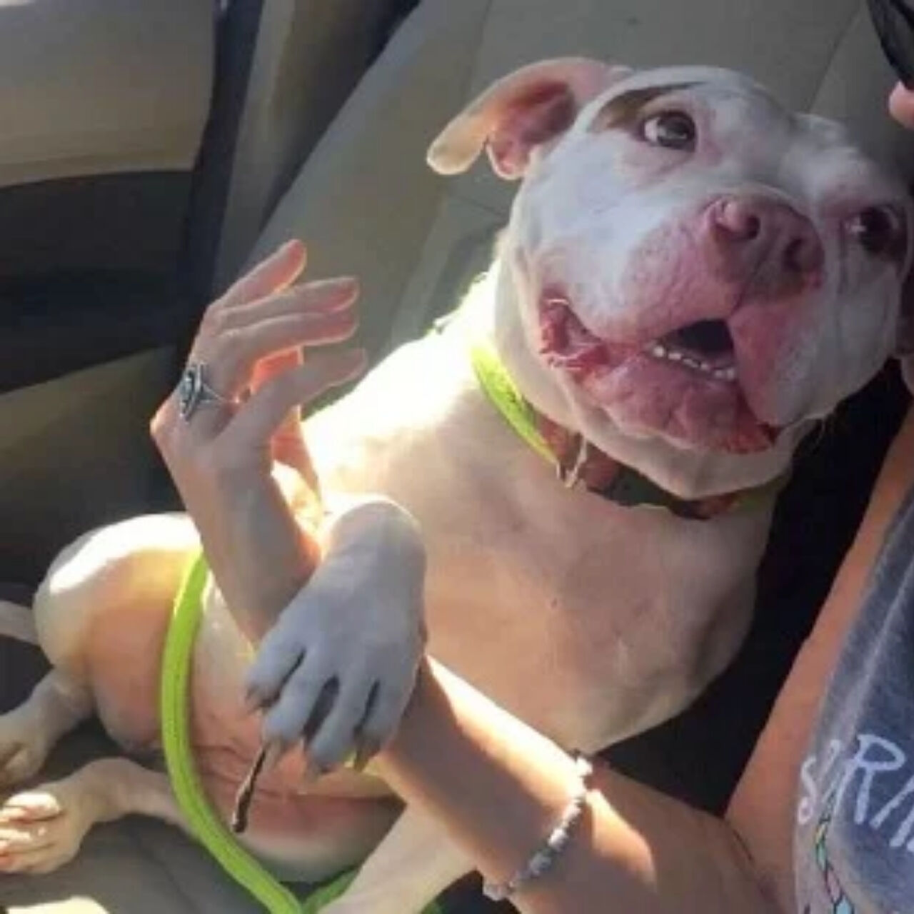 From Fearful to Fearless: Rescue Pit Bull Nellie Saves Foster Mom from Rattlesnake Attack