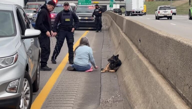 Heroic Highway Rescue: Woman Saves Injured German Shepherd from Busy Roadway