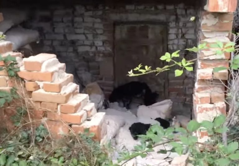 Left to Fend for Herself in an Abandoned Building — But Her Eyes Still Believed Someone Would Come.