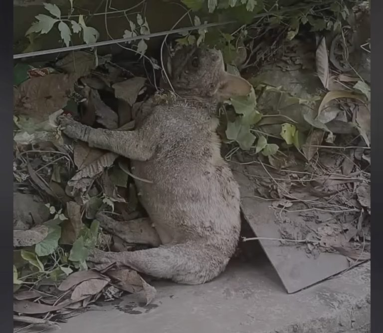 Left at the dump, full of abused scars & overbreeding—she cried, waited for help for too long