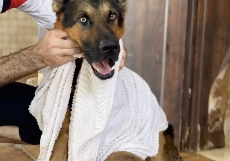 Chained amongst waste and trash, the drunk owner always beats him until cancer got hold of him