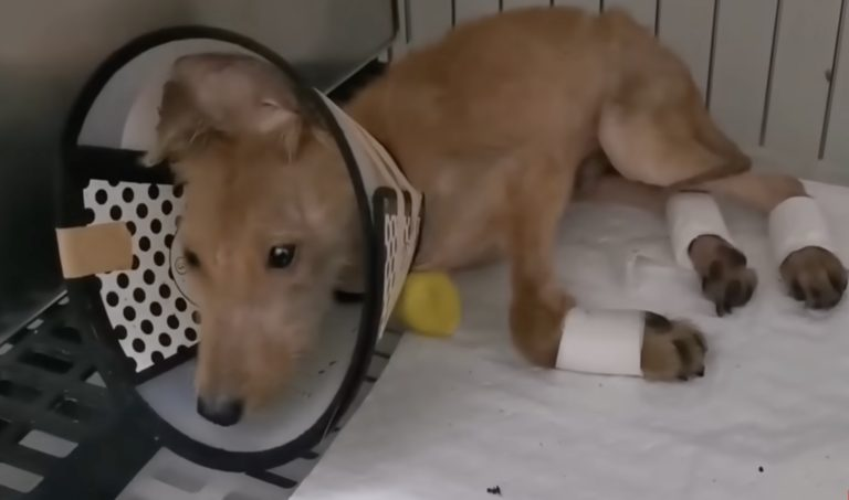 Locked and tied brutally all his life in a dirty box, almost lost his legs and all hope