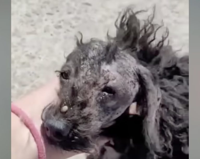 Both dogs looked at me with teary eyes and begged me to take them out of their house