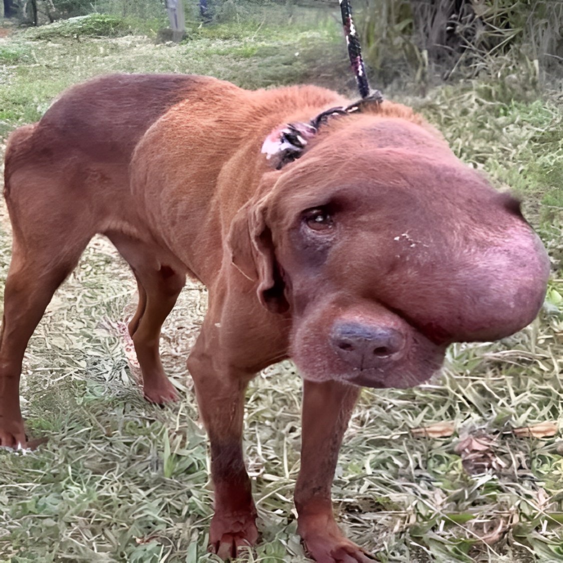 Pregnancy on the Streets: An Amazing Story of a Stray Dog’s Triumphant Recovery