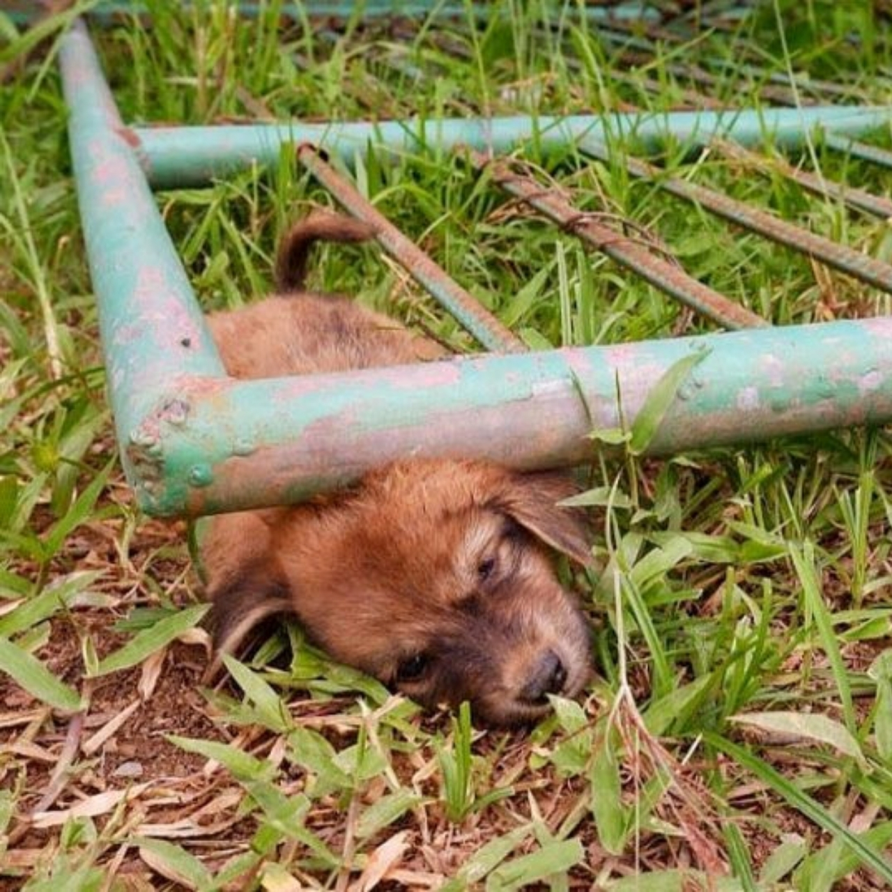 Dramatic Puppy Rescue Under Metal Gate Captivates Hearts, Inspires Animal Welfare Action