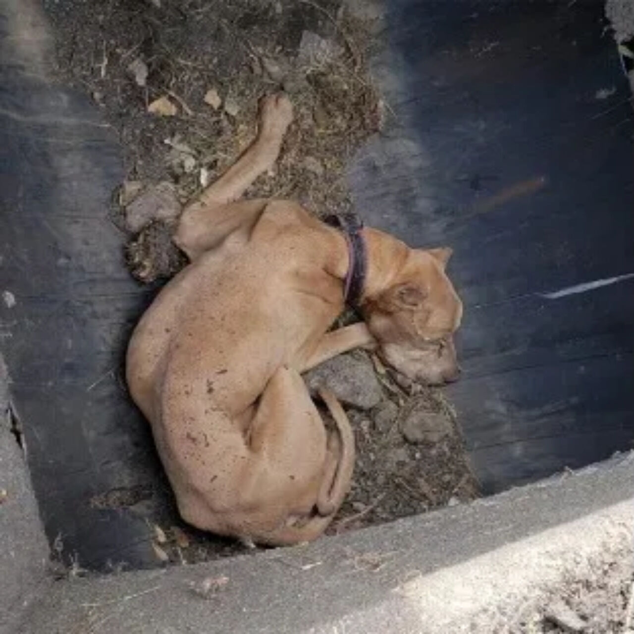 Senior Pup’s Miraculous Rescue: HSLC Seeks Loving Foster for Recovery Journey