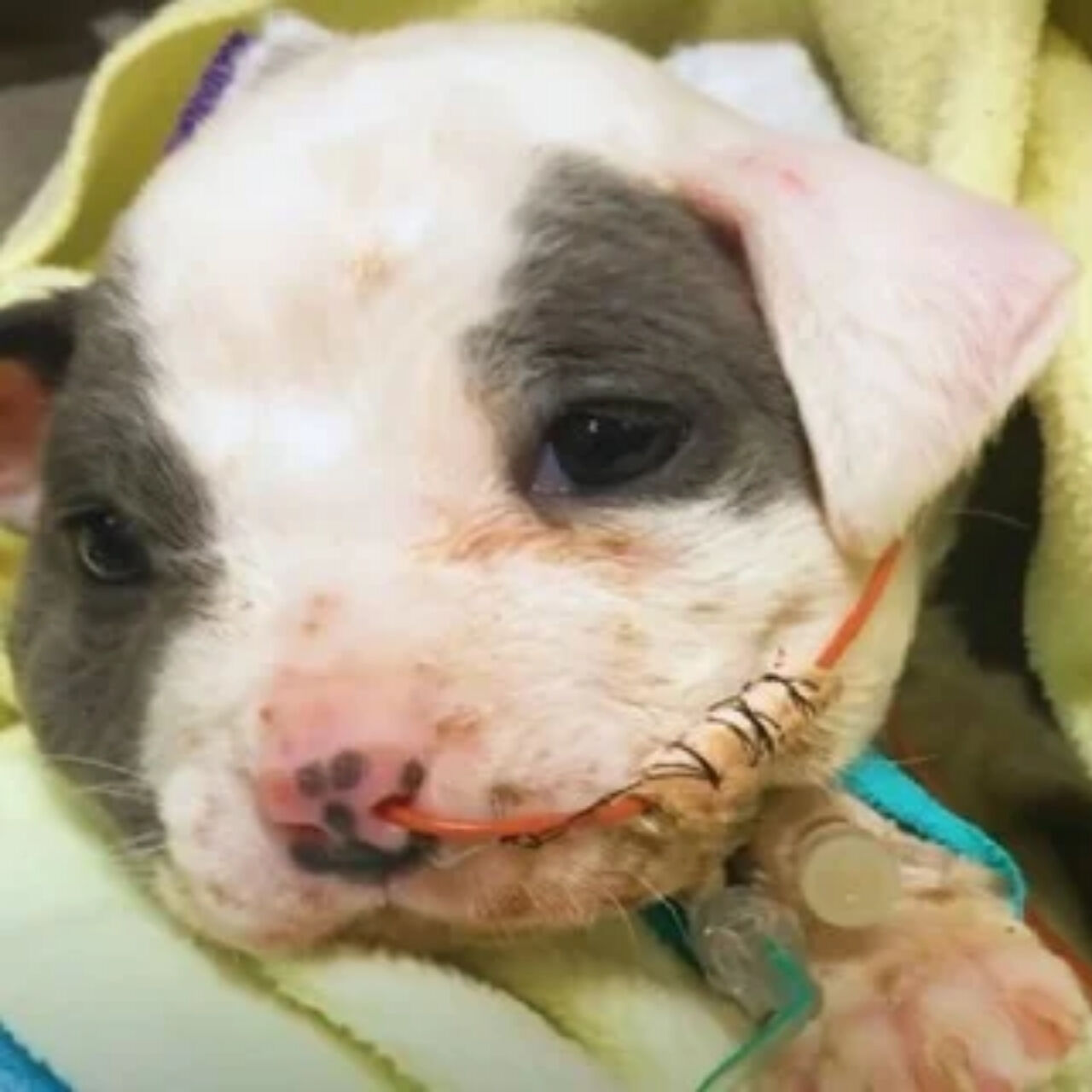 From Construction Site to Forever Home: The Heartwarming Rescue Journey of Carl the Puppy