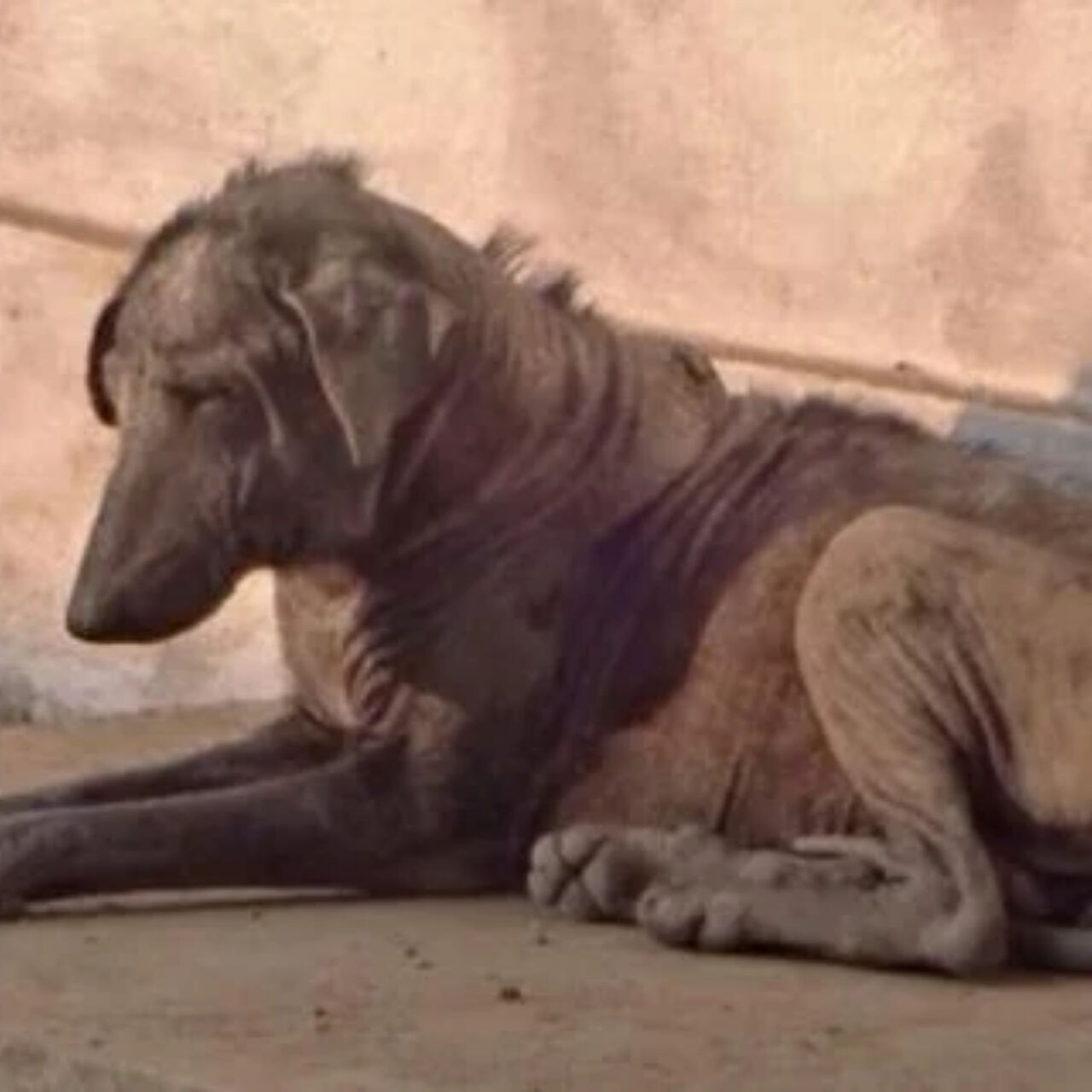 Shimmer’s Journey: From Ticks and Tragedy to Tail-Wagging Triumph