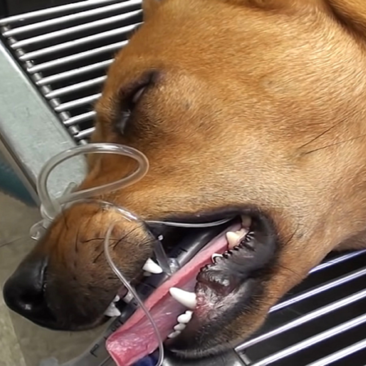 From Euthanasia to Joy: Robin’s Heartwarming Rescue and Path to New Beginnings