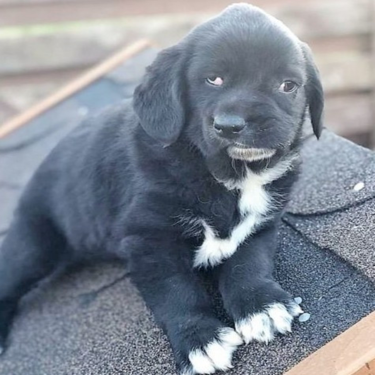 Bethany the Labrador Awaits a Family That Sees True Beauty Beyond Appearance