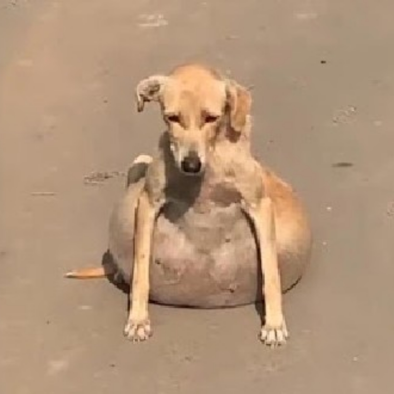 From Suffering to Playful: Fufy’s Journey to Recovery and a Brighter Future