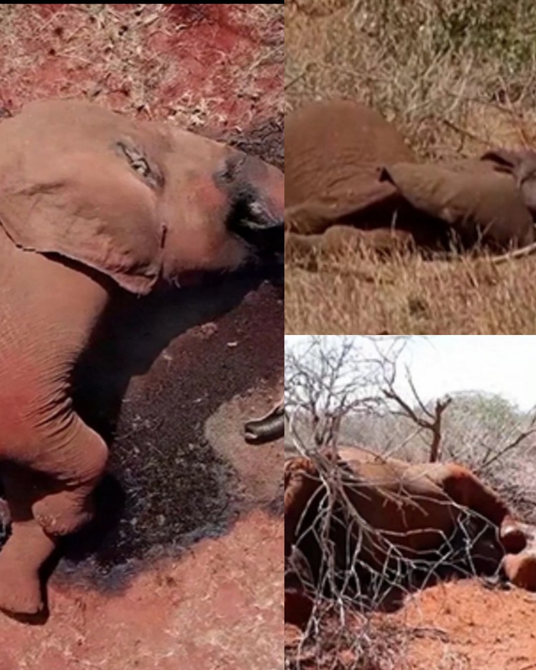 When the Giants Fell and Hope Rose: A Touching, Heartwarming, and Inspiring Story of a Lone Calf Who Survived a Merciless Drought and Awakened Compassion Across an Entire Land608