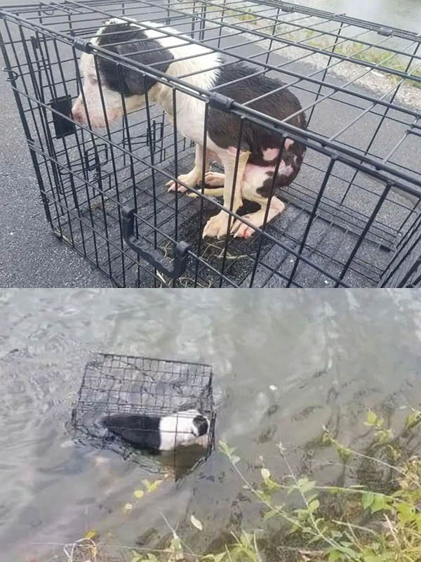 Dory’s Miraculous Rescue: How an Ordinary Fishing Trip Became a Life-Changing Act of Courage.1003