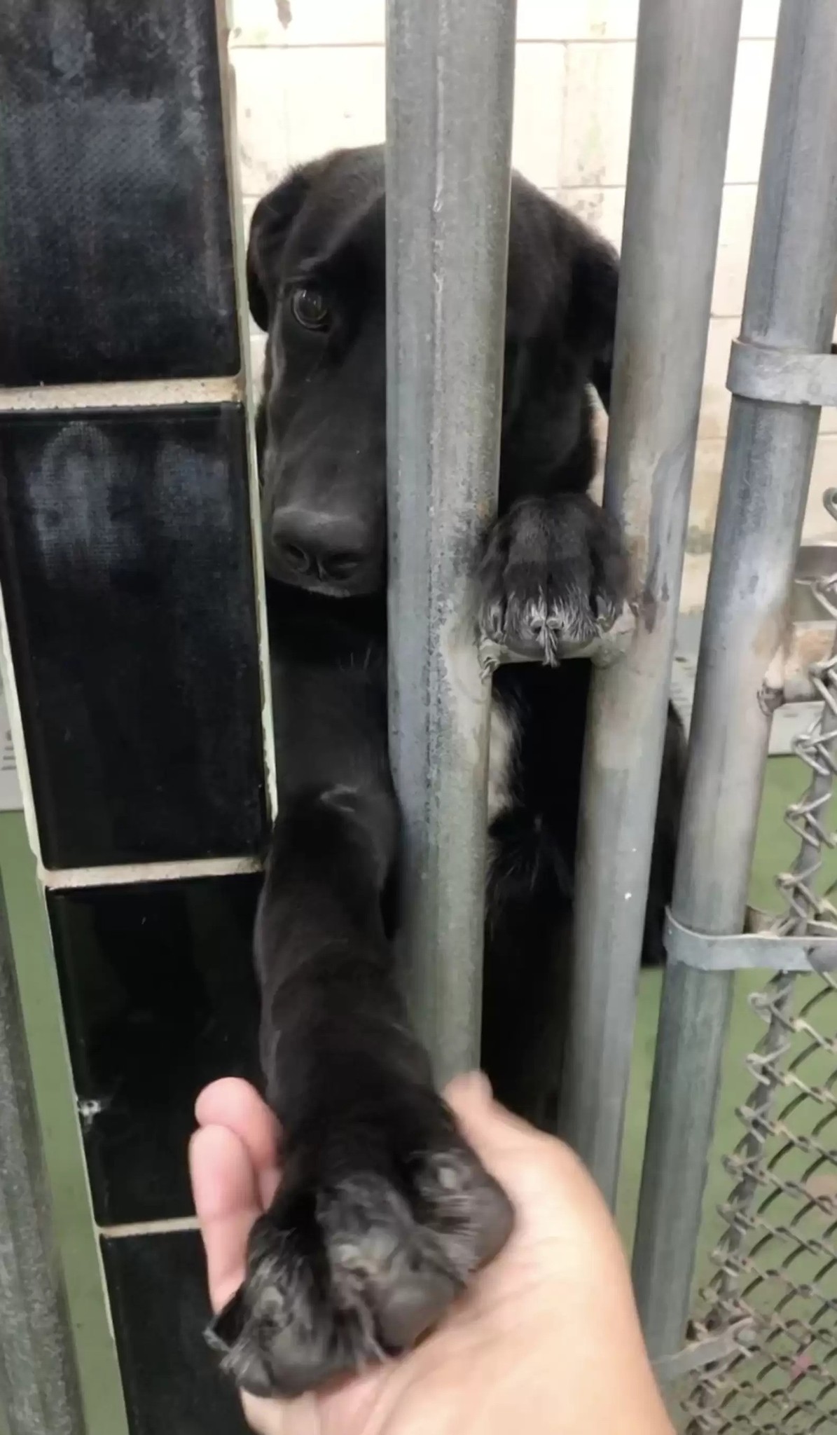 Lonely Shelter Pup Who Reached Her Paw Through the Bars and Found a Forever Love