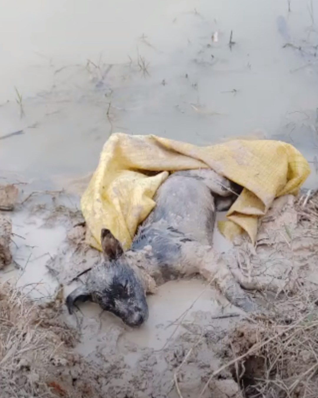 The Gentle Light of Hope1259