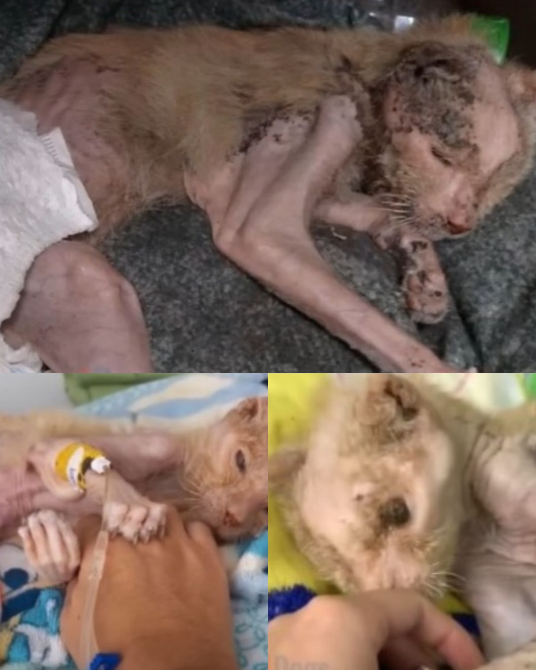 From Shadows to Sunshine: Eliseu’s Journey of Hope1063