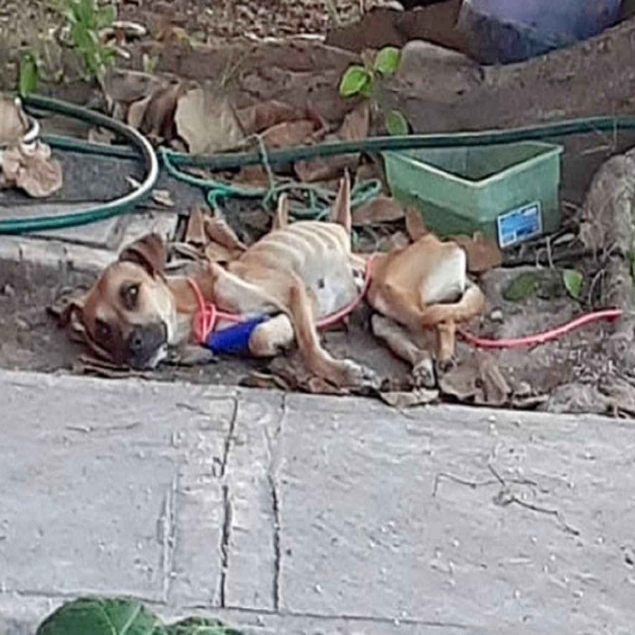 Resilient Eva Finds Love and Healing: From Paralysis to a Joyful Forever Home