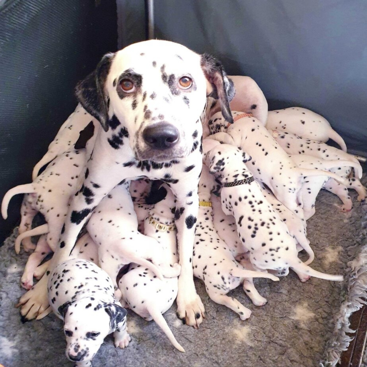 Dalmatian Delivers Delight: Nellie Astonishes with 18-Puppy Litter, Capturing Global Hearts