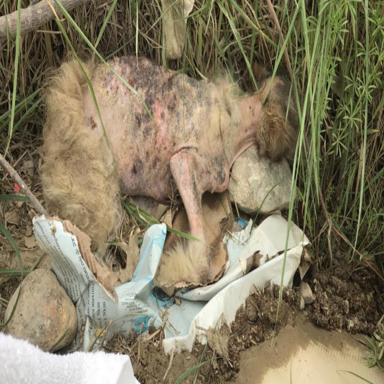 From Abandoned to Adored: Linda the Puppy’s Miraculous Journey to Recovery and Love