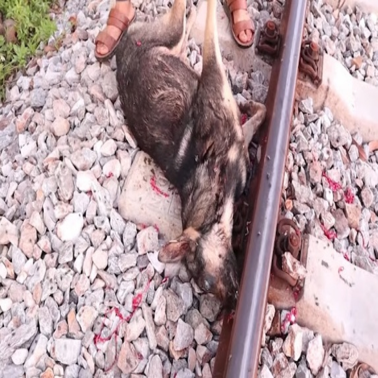 Rescue Team Saves Six Abandoned Puppies, Searching for Loving Forever Homes